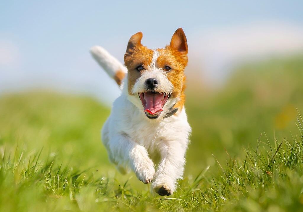 Purebred dog outdoors on a sunny summer day.