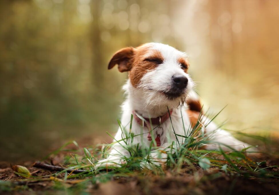 australian-canine-rehabilitation-association-for-dog-rehabilitation-therapists