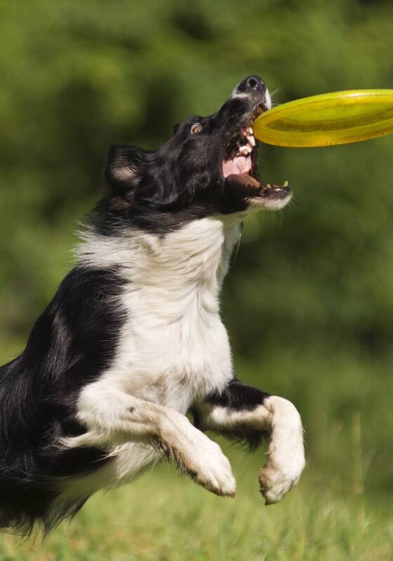 canine-rehabilitation-association-australia-changing-industry-standards-for-dog-rehabilitation